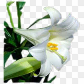 Easter Lily, HD Png Download - easter lilies png