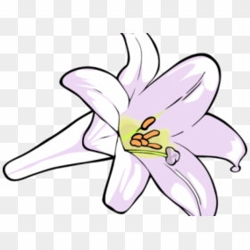 Lily, HD Png Download - easter lilies png