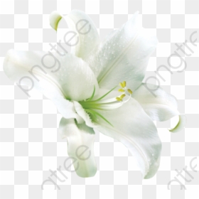 Lily, HD Png Download - easter lilies png