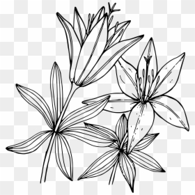 Transparent Lily Drawing Png, Png Download - easter lilies png