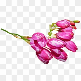 Transparent Flower Bud Png, Png Download - flower bud png