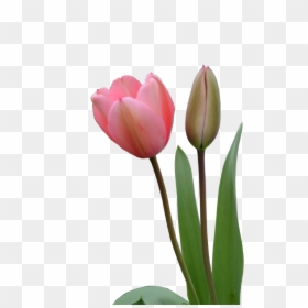 Tulips Flower Line Png, Transparent Png - flower bud png