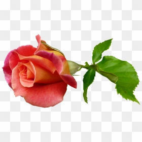 Stem Rose Bud, HD Png Download - flower bud png
