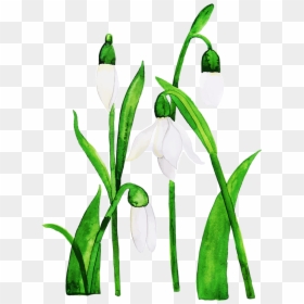 Snowdrop, HD Png Download - flower bud png