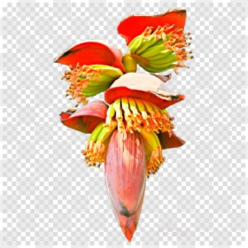 Transparent Dandelion Clipart, HD Png Download - flower bud png