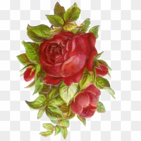 Garden Roses, HD Png Download - flower bud png