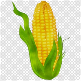 Cute Circle Shape Clipart, HD Png Download - corn kernel png