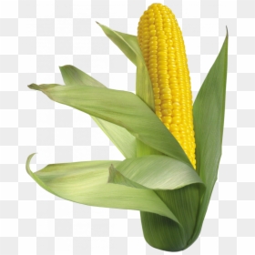 Corn No Background, HD Png Download - corn kernel png