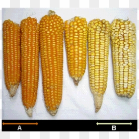 Corn Kernels, HD Png Download - corn kernel png