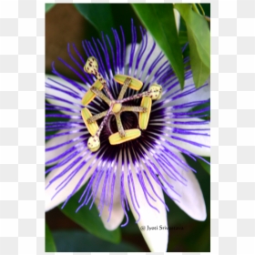 Purple Passionflower, HD Png Download - flower cross png
