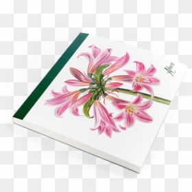 Gerbera, HD Png Download - flower cross png