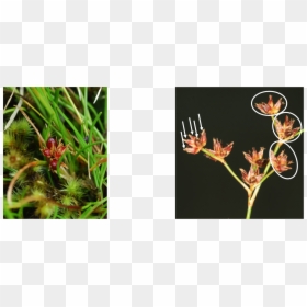 Ceratostylis, HD Png Download - flower cross png