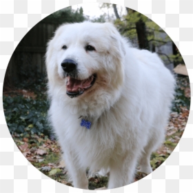 Great Pyrenees, HD Png Download - chilly willy png