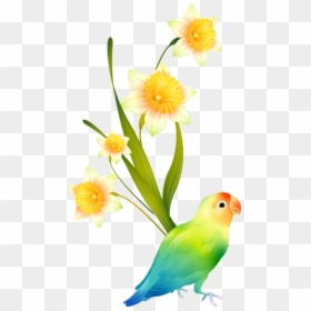 Parakeet, HD Png Download - chilly willy png