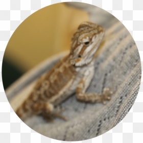 Common Chameleon, HD Png Download - chilly willy png