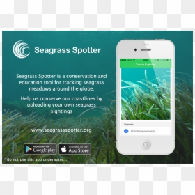 Smartphone, HD Png Download - sea grass png