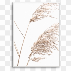 Art, HD Png Download - sea grass png