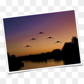 Flock, HD Png Download - geese flying png
