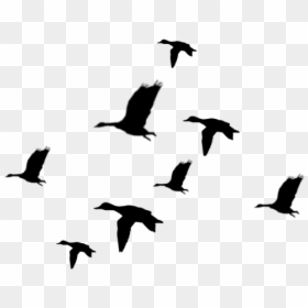 Flying Ducks Silhouette Png, Transparent Png - geese flying png