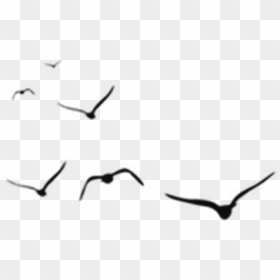 Birds Vector Png, Transparent Png - geese flying png