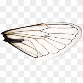 Aporia, HD Png Download - moth wings png