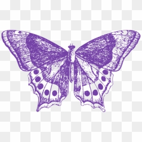 Lepidoptera, HD Png Download - moth wings png