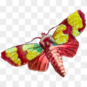 Butterfly, HD Png Download - moth wings png