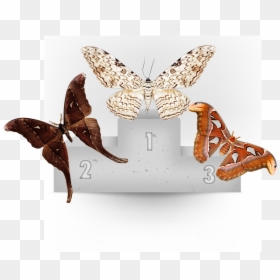 Moth Wings Png, Transparent Png - moth wings png