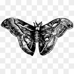Black Transparent Moth Png, Png Download - moth wings png