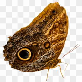 Owl Butterfly Png, Transparent Png - moth wings png