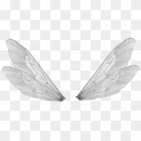 Male Fairy Wings Png, Transparent Png - moth wings png