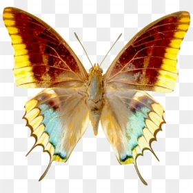 Real Butterfly Clip Art, HD Png Download - moth wings png