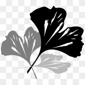 Ginkgo Blätter Schwarz Weiß, HD Png Download - ginkgo png