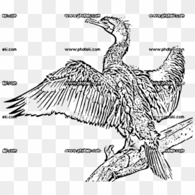 Seabird, HD Png Download - alas vector png