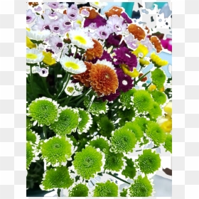 Chrysanths, HD Png Download - coronas de flores png