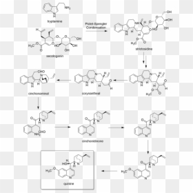 Biosynthesis Pathway Of Quinine, HD Png Download - mis quince años letras png