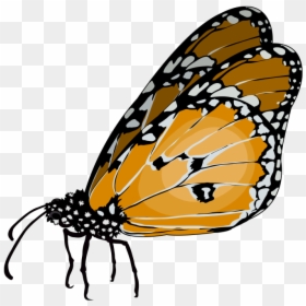 Monarch Butterfly, HD Png Download - mariposa vector png