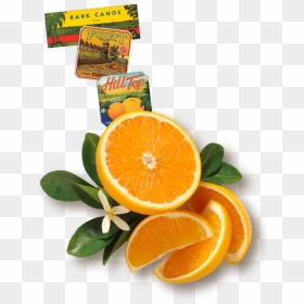 Floridas Natural Orange Juice Field, HD Png Download - orange juice splash png