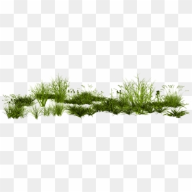 Tall Grass Png, Transparent Png - grass png