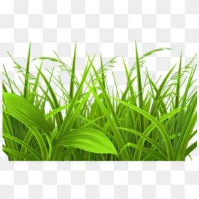 Grass Clipart, HD Png Download - grass png