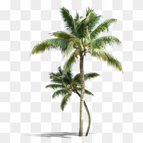 Coconut Tree Png, Transparent Png - palm tree png