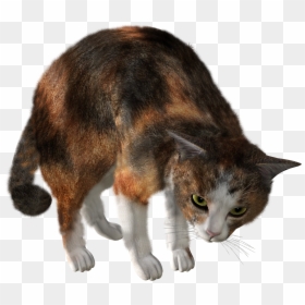 Cat, HD Png Download - cat png
