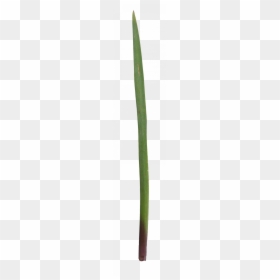 Grass, HD Png Download - grass png
